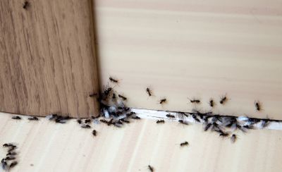 Black Ant Extermination