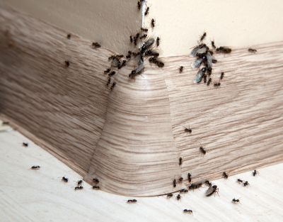 Ant Extermination detail